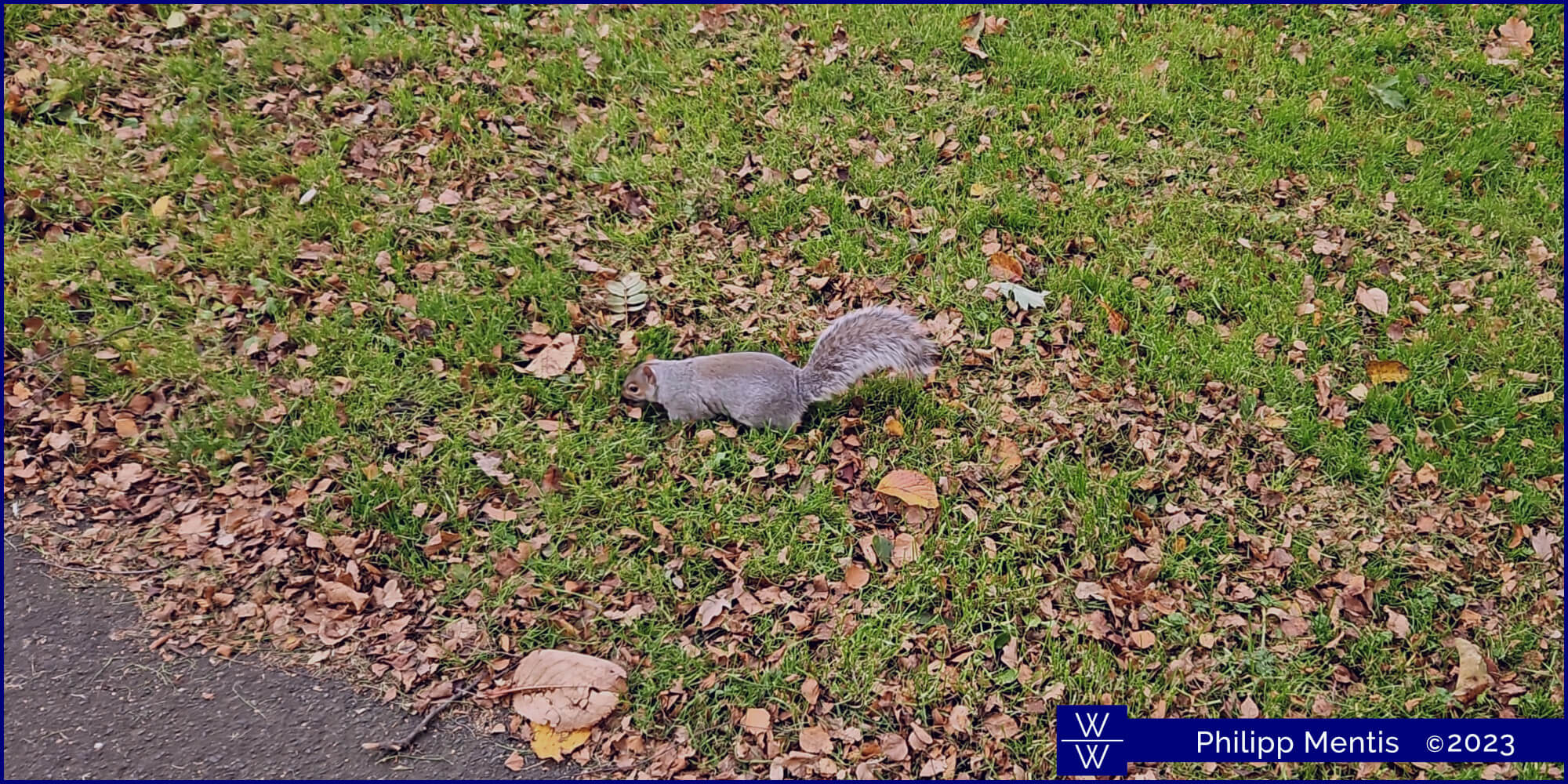 !B A grey, quite fat squirrel seen on the grass - surrounded by brown leaves.